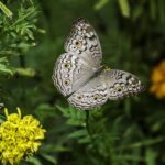 gray pansy, butterfly, plant-1644189.jpg